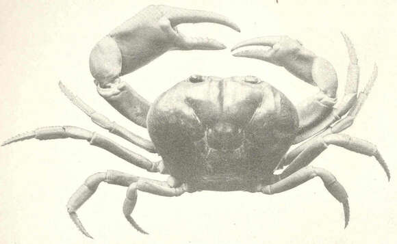 Gecarcinus Leach 1814的圖片