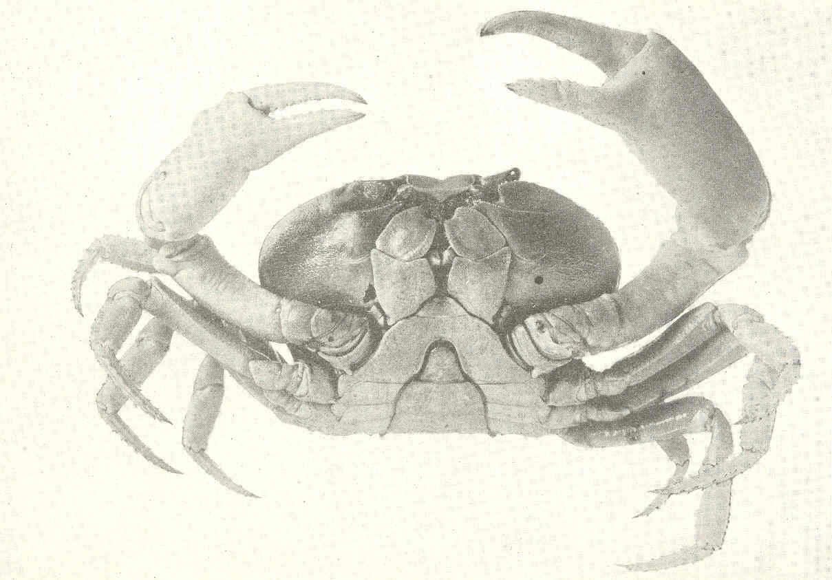Image of Gecarcinus Leach 1814