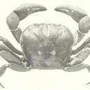 Image of Mexican Land Crab