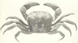 Imagem de Gecarcinus Leach 1814