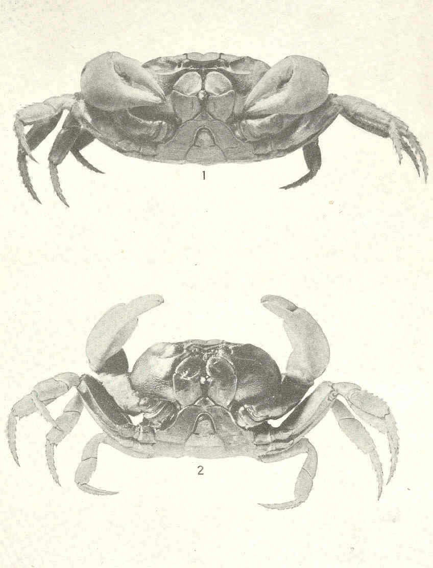 Image of Gecarcinus Leach 1814