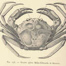 Image of deep-sea red crab