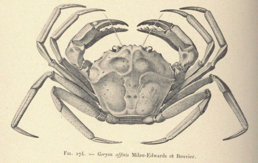 Image of deepsea crabs