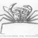 Image of Geryon trispinosus (Herbst 1803)