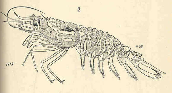 Image of Glyphocrangon A. Milne-Edwards 1881