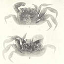 Imagem de <i>Glyptograpsus impressus</i>