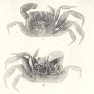 Image of Glyptograpsidae Schubart, Cuesta & Felder 2002