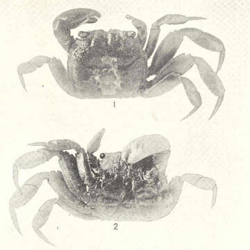 Image of Glyptograpsus