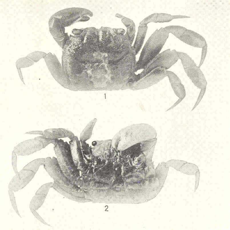 Image of Glyptograpsidae Schubart, Cuesta & Felder 2002