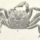 Image of <i>Glyptograpsus jamaicensis</i>