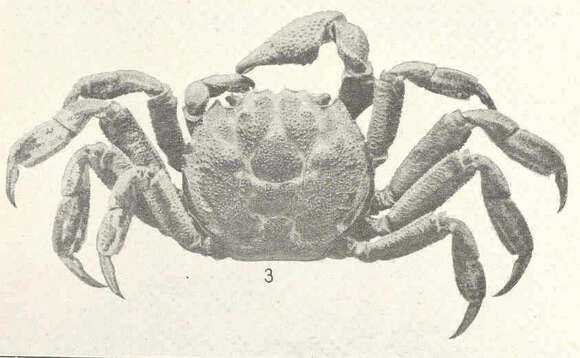 Image of Glyptograpsus