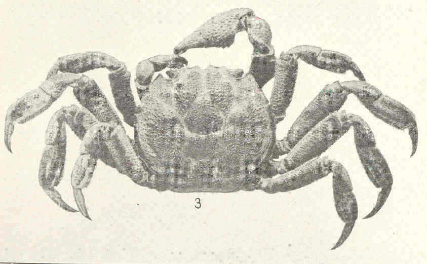 Image of Glyptograpsidae Schubart, Cuesta & Felder 2002