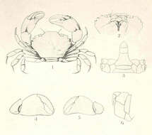 Image of Panopeidae Ortmann 1893