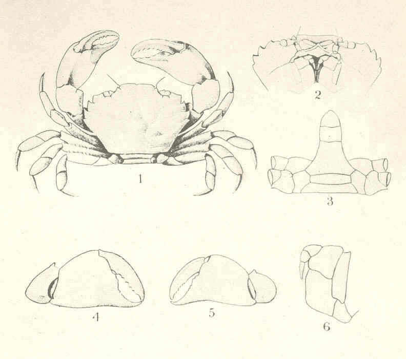 Слика од Panopeidae Ortmann 1893