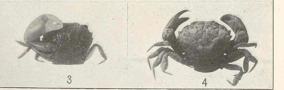 Image of Glyptoplax Smith 1870