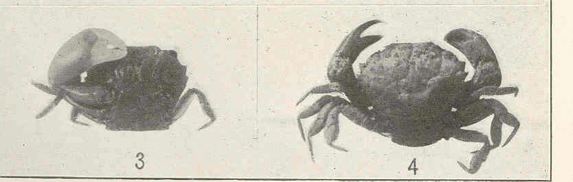 Слика од Xanthoidea MacLeay 1838