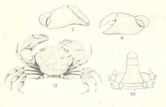 Image of Glyptoplax Smith 1870