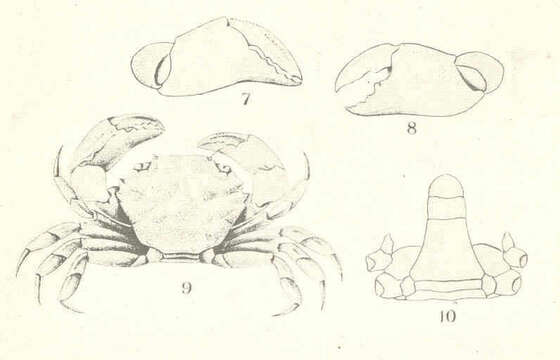 صورة Glyptoplax Smith 1870