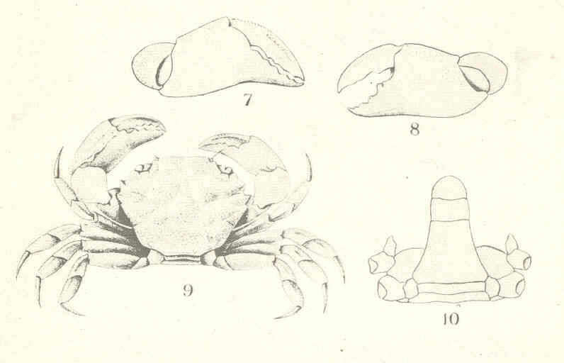 Слика од Xanthoidea MacLeay 1838