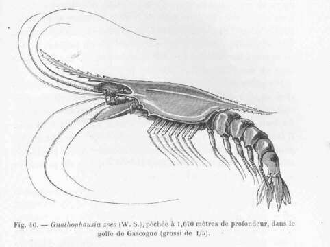 Image of Gnothophausia