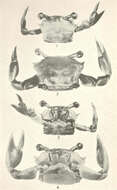 Слика од Goneplacoidea MacLeay 1838