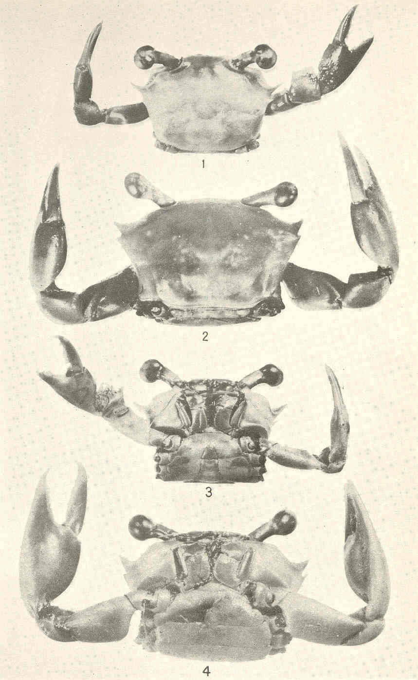 Image de Goneplacoidea MacLeay 1838