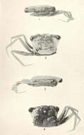 Image of Goneplacoidea MacLeay 1838