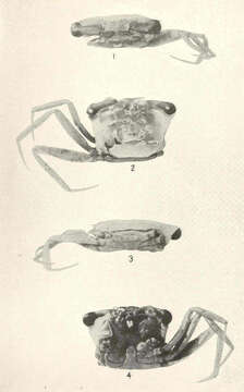 Image de Goneplacidae MacLeay 1838