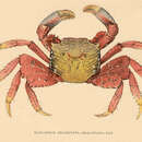 Image of mangrove crab