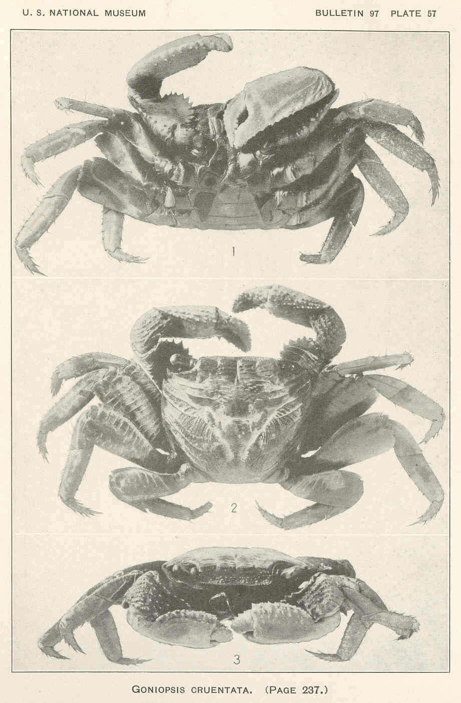 Image of Goniopsis De Haan 1833