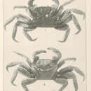 Image of Goniopsis pulchra (Lockington 1877)