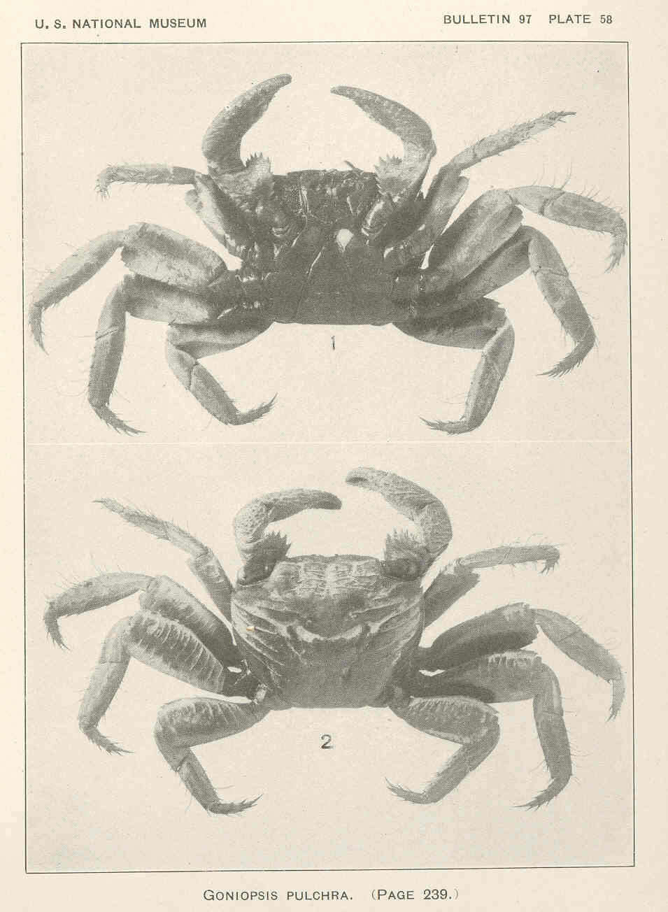 Image of Goniopsis De Haan 1833