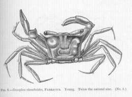 Image of Polybiidae Ortmann 1893