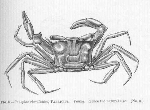 Plancia ëd Polybiidae Ortmann 1893