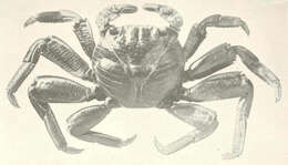 Image de Grapsus Lamarck 1801