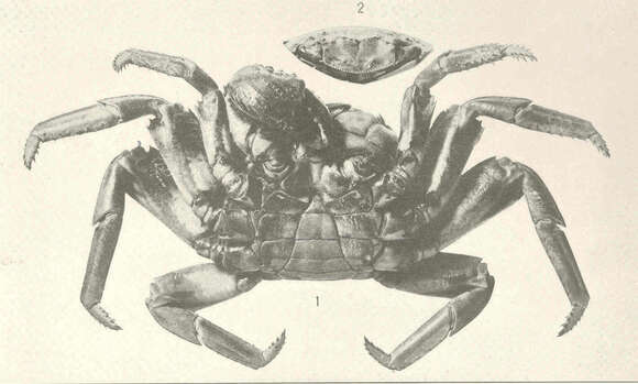 Image of Grapsus Lamarck 1801