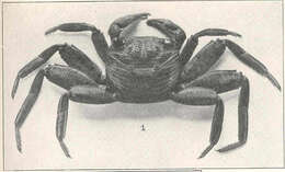 Image de Grapsidae MacLeay 1838