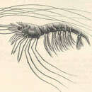Image of Benthonectes filipes Smith 1885