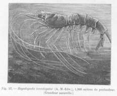 Image of Benthesicymidae Wood-Mason ex Wood-Mason & Alcock 1891