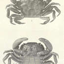 Image of <i>Hemigrapsus crenulatus</i>