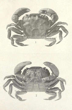 Image of Hemigrapsus