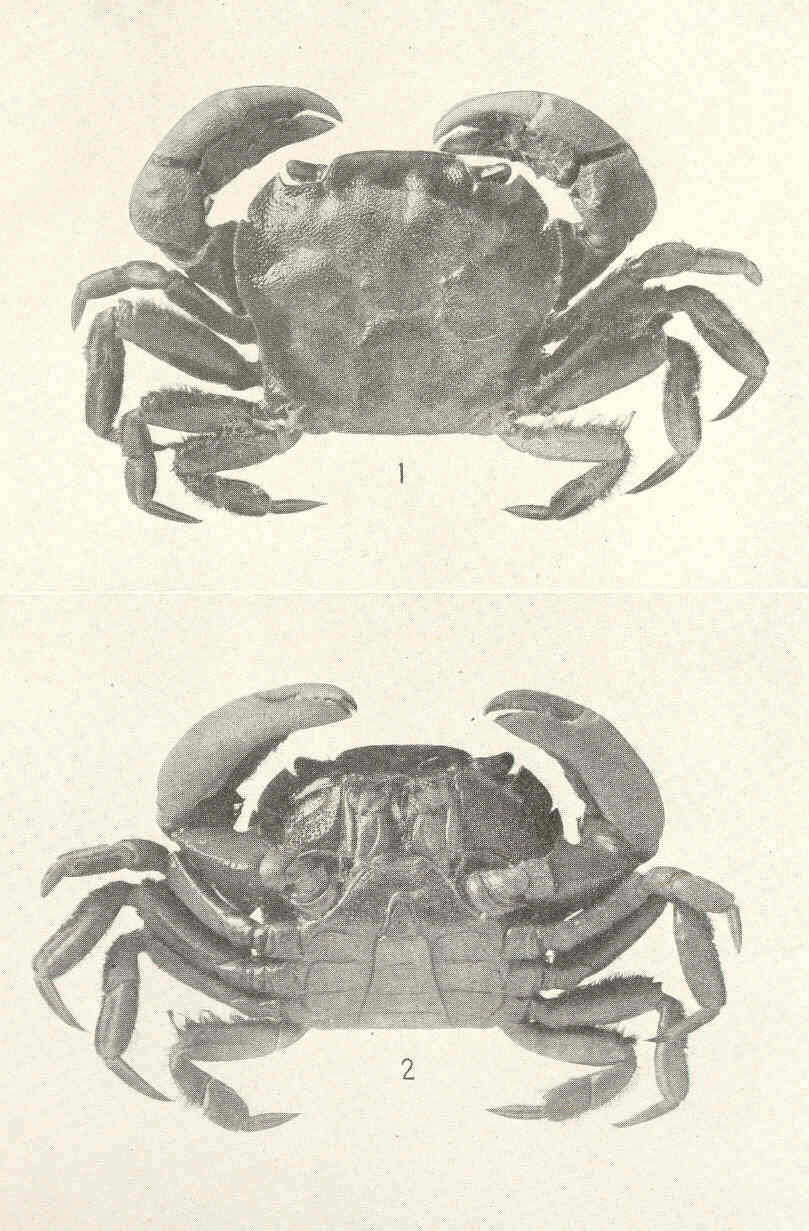 Image of Varunidae
