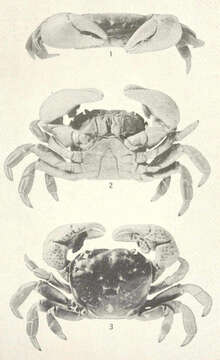 Image of Hemigrapsus