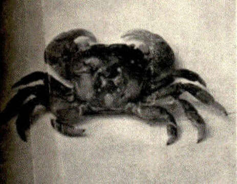 صورة Hemigrapsus