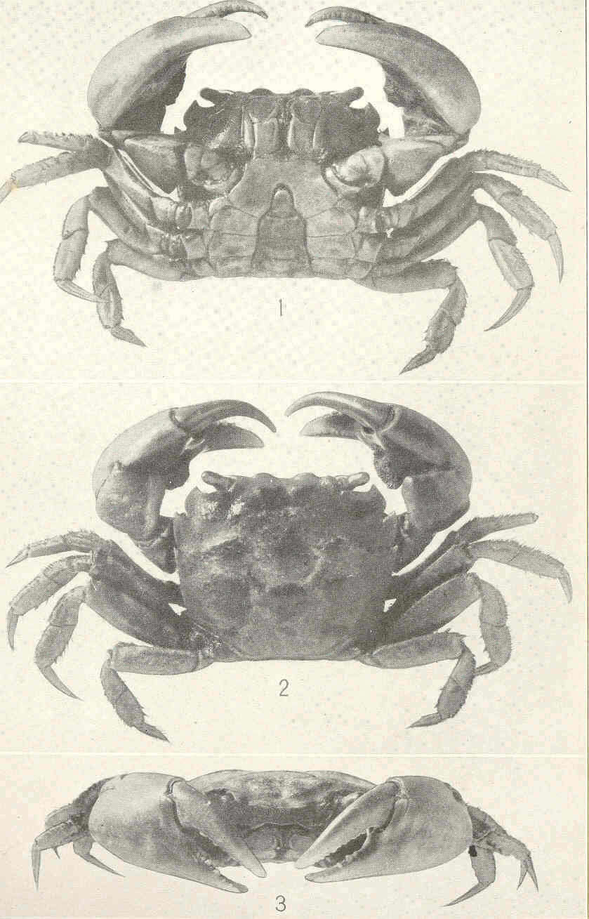 Image of Varunidae