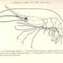 Image of Madagascar nylon shrimp