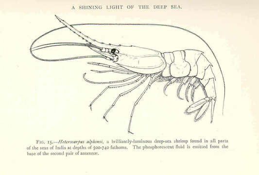 Слика од Heterocarpus A. Milne-Edwards 1881