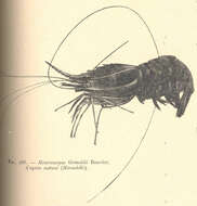 Image of Pandalidae Haworth 1825