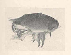 Plancia ëd Hippoidea Latreille 1825