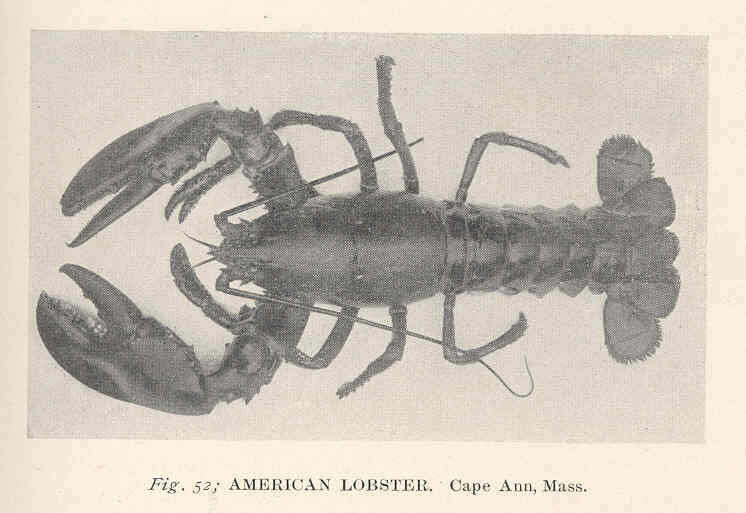 Image of lobster